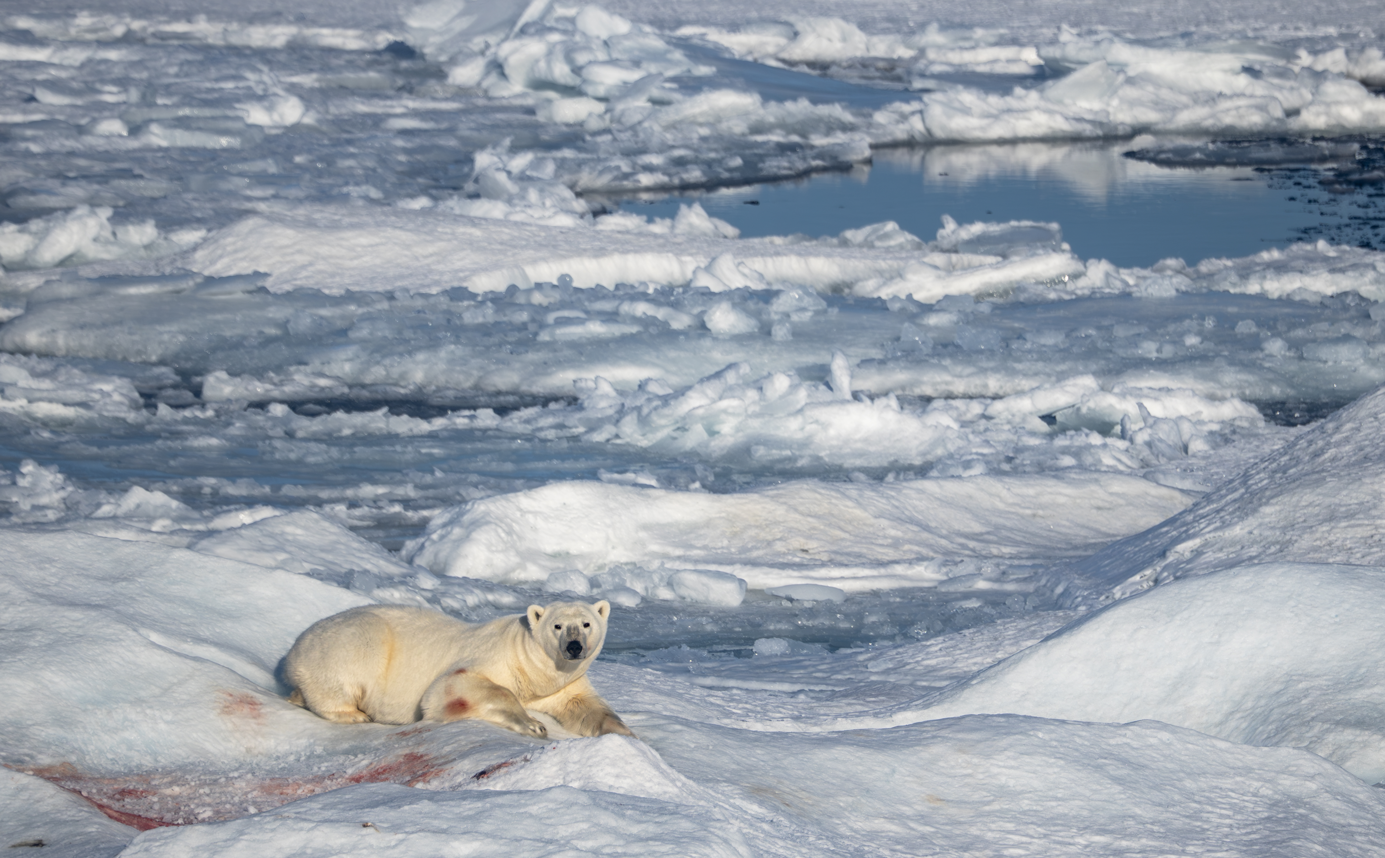 Polar bear lying on ice looking directly at the camera