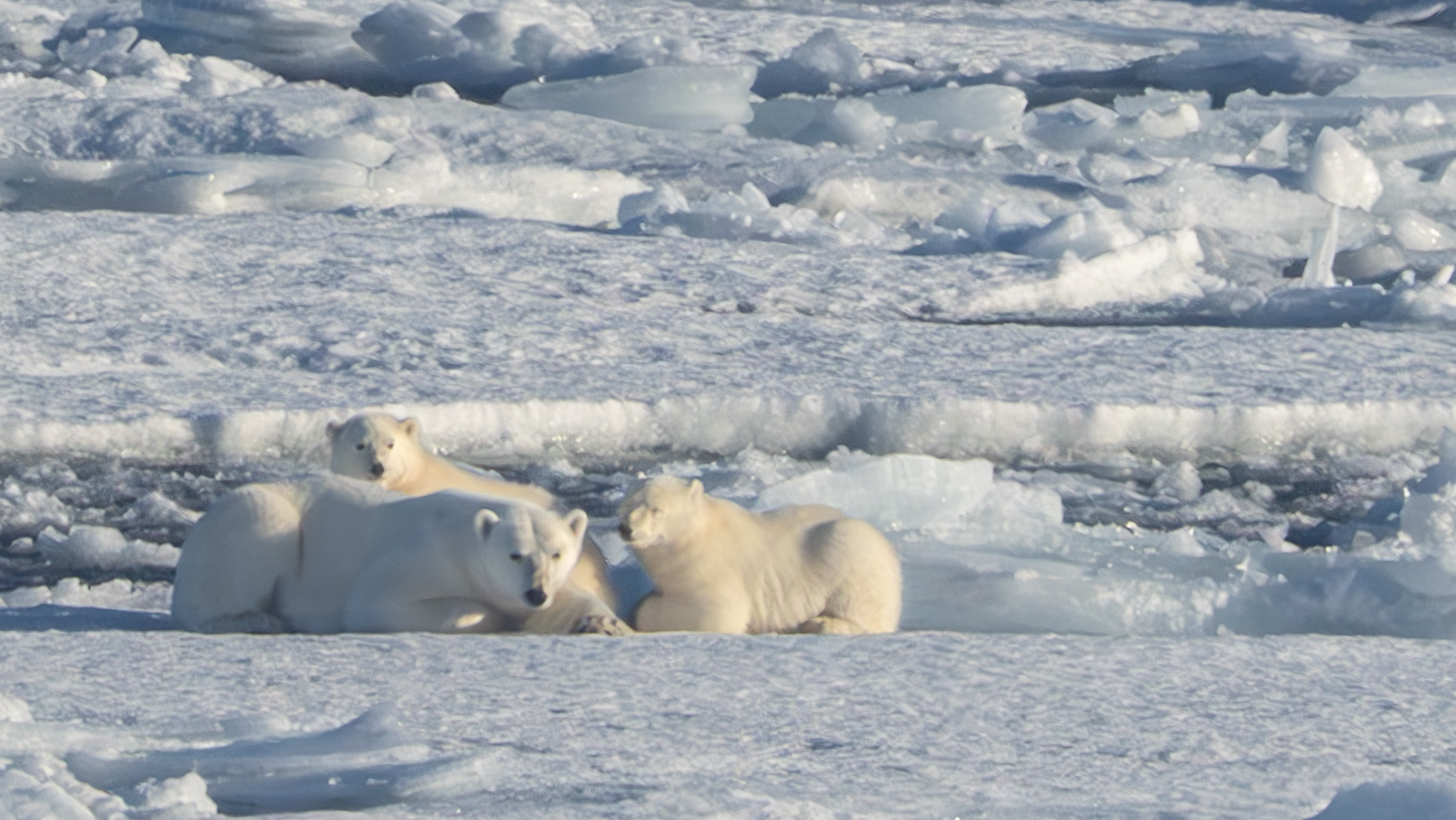 Polar bear mother with two cubs on sea ice