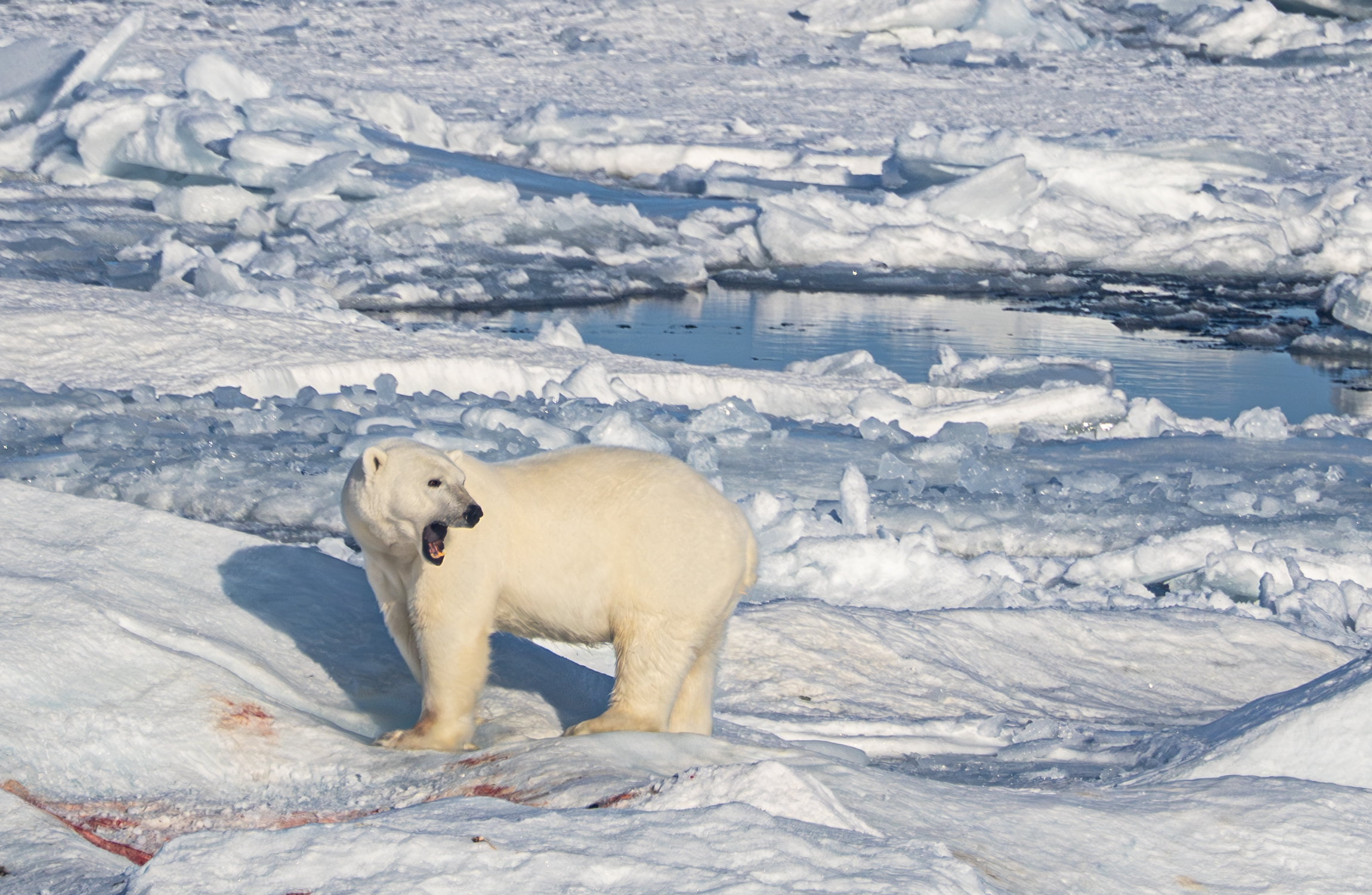 Polar bear standing with mouth open on sea ice
