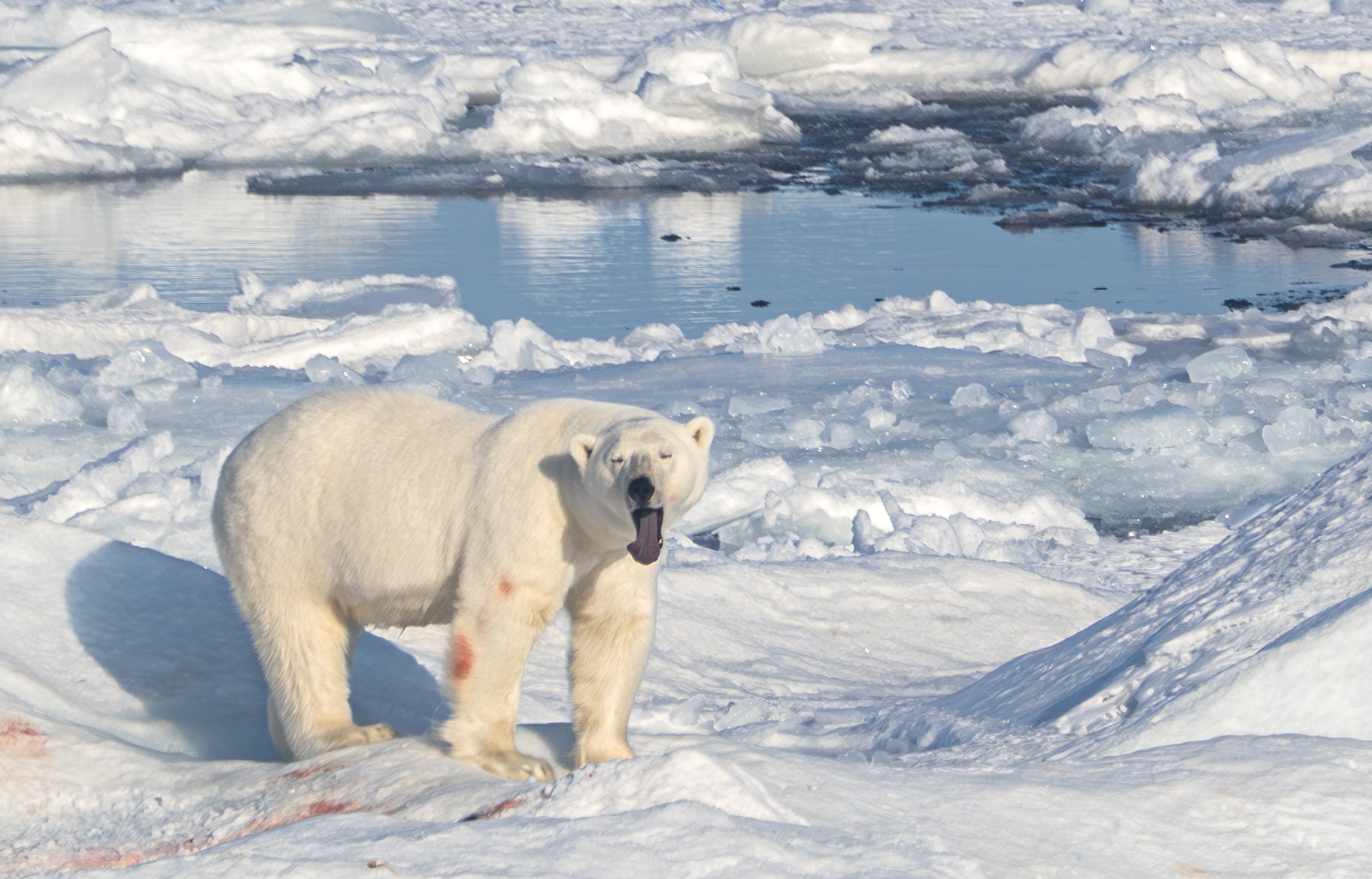 Polar bear with tongue out and half-closed eyes
