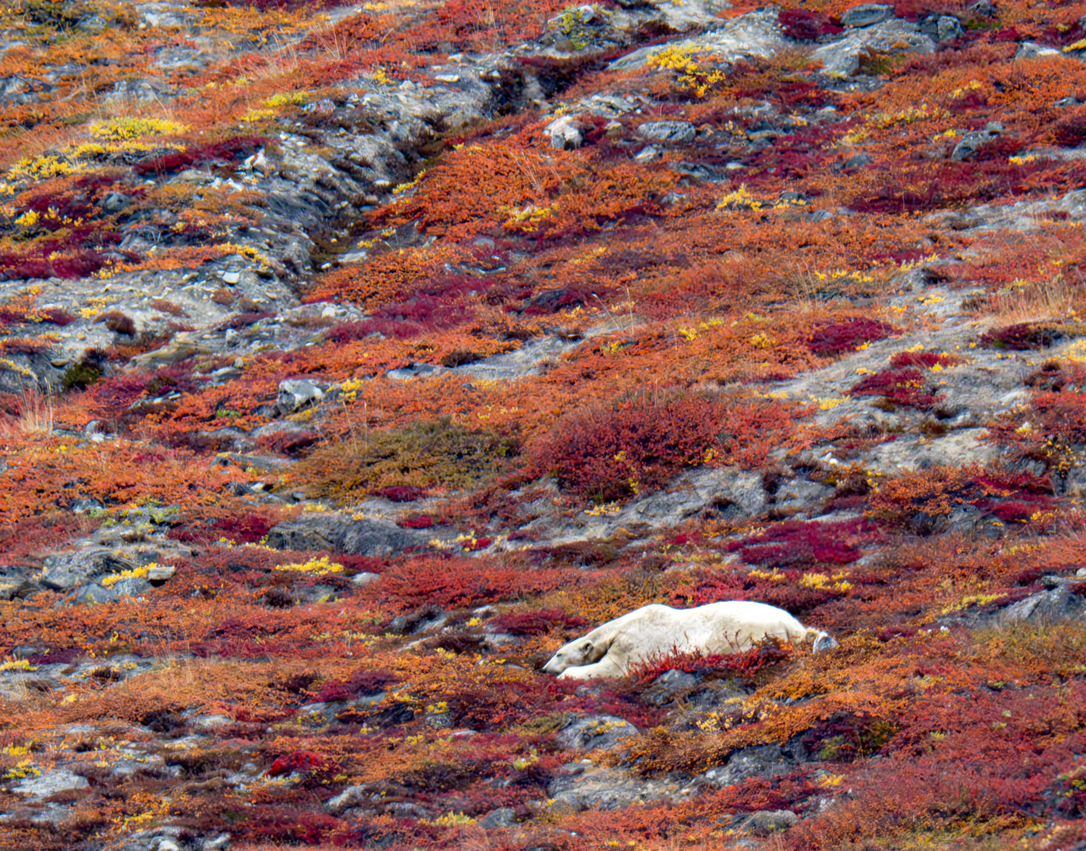 Polar bear sleeping on red and orange autumn tundra