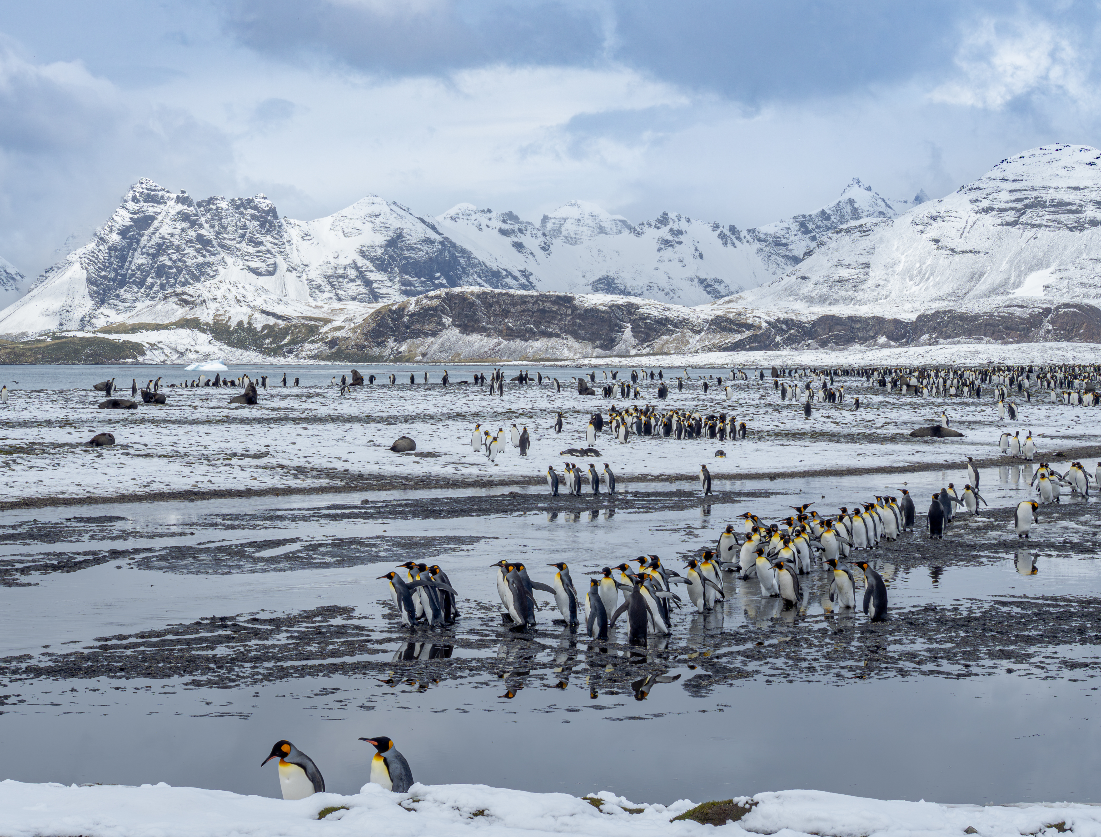 King penguin colony, South Georgia